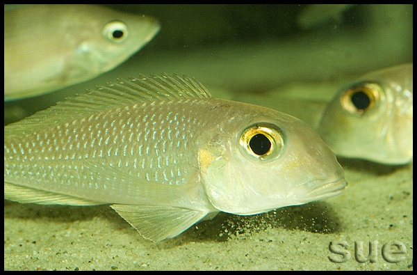 Xenotilapia boulengeri 'Ilangi'